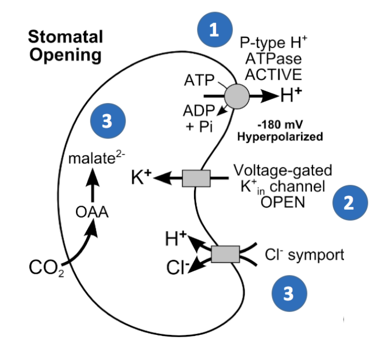<ol><li><p>Activation of plasma membrane “P-type H+-ATPase”</p><ul><li><p>pumps H+ out of cell into apoplast</p></li></ul></li><li><p>Creates hyperpolarisation on the outside</p></li><li><p>Causes Passive uptake of K+</p></li><li><p>To maintain electroneutralilty, causes:</p><ul><li><p> uptake of Cl- and H+ via a symporter</p></li><li><p>synthesis of malate<sup>2-</sup> in the cytosol</p><ul><li><p>Co2→OAA→malate<sup>2-</sup></p></li></ul></li></ul></li><li><p>Solute accumulation causes water to flow in</p><ul><li><p>opens the stoma</p></li></ul></li></ol><p></p>