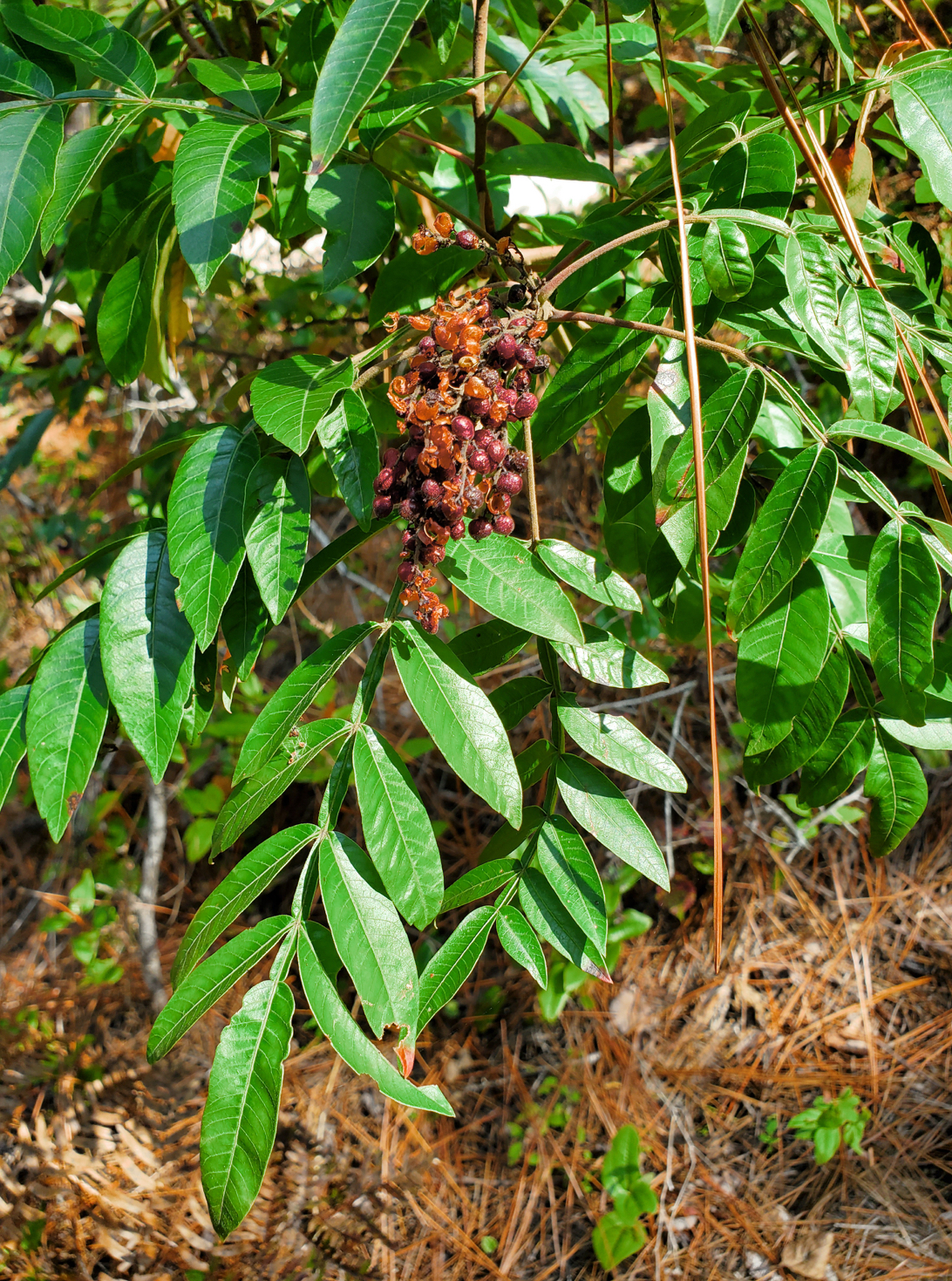 <p>winged sumac</p>