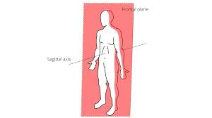<p>Frontal Plane</p>