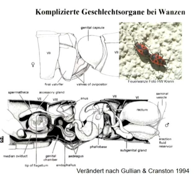 **Innere Besamung** bei einer Kopulation. Spermien werden in weiblichen Fortpflanzungstrakt abgegeben und die **Vereinigung von Sperma und Eizellen geschieht im Körperinneren**. 

Für die innere Befruchtung sind sowohl ein kooperatives Verhalten und zueinander passende Fortpflanzungsorgane erforderlich. 

Die Wahl des richtigen Zeitpunkts ist für Befruchtung von entscheidender Bedeutung und wird oft durch Umweltreize, Pheromone und/oder Werbeverhalten unterstützt.

**Männliche Geschlechtsorgane sind bei manchen Insekten sehr lang und passen nur in die Geschlechtsorgane arteigener Weibchen.**