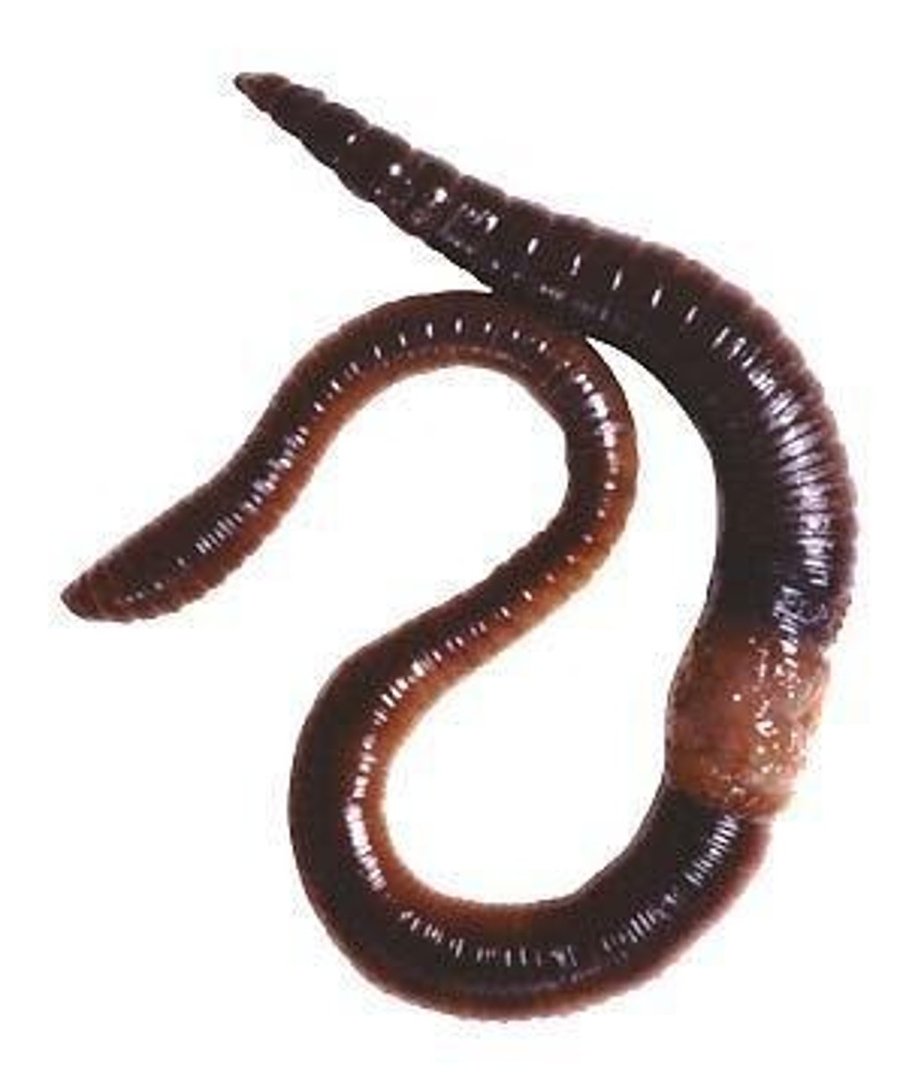 <p>A class of annelids that includes earthworms, characterized by a fossorial lifestyle.</p>