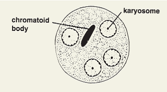 <p><em>Entamoeba histolytica </em>cyst</p>