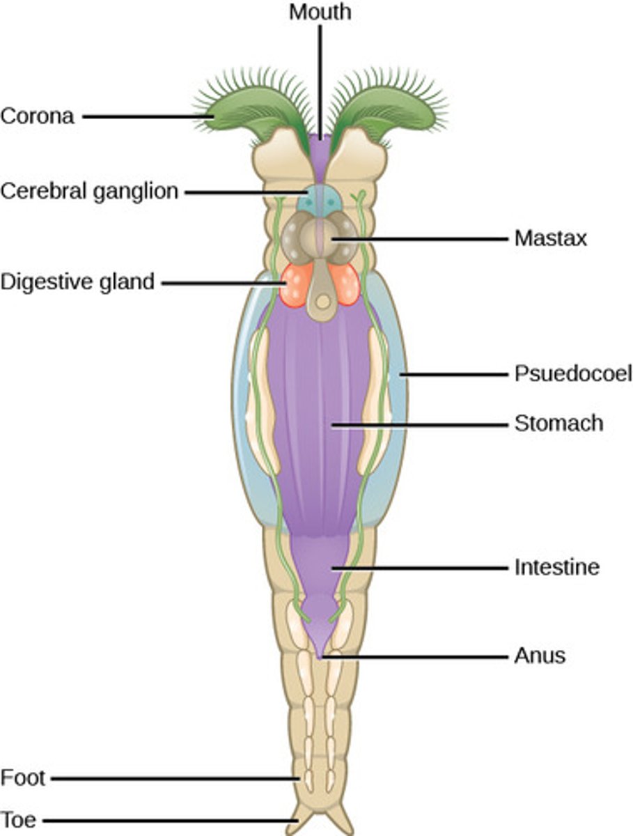 <p>anterior brain with <br>peripheral nerves</p>