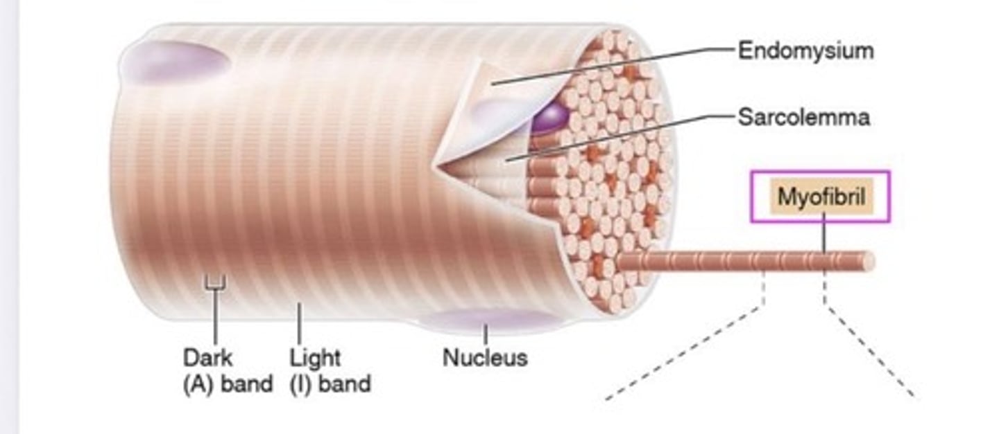 <p>The connective tissue that surrounds each muscle fiber.</p>