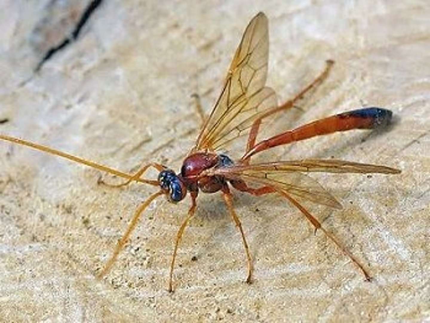 <p>Ichneumon wasps</p>