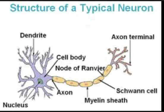 <p>Myelin Sheath</p>