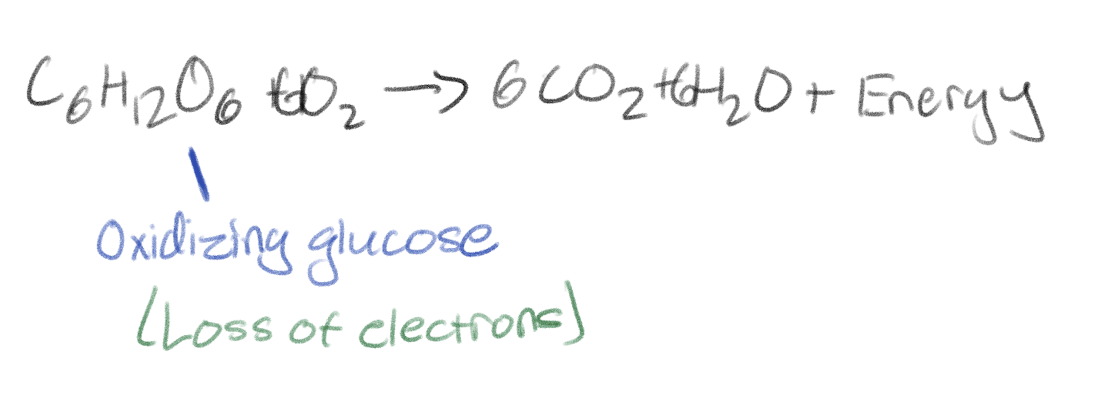 <p>Oxidizing (Loss of electrons) organic fuels</p><p>Releasing energy</p>