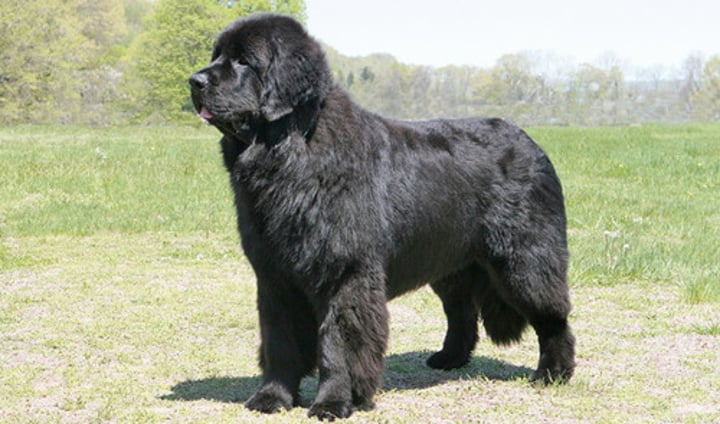 <p>- Working group<br>- Giant (100-150 lbs)<br>- Used for rescue work<br>- Solid black, brown, or gray<br>- May have white on chest, paws or tip of tail<br>- Long-haired<br>- Gentle disposition</p>