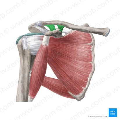 <p>What ligament is highlighted here in green?</p>