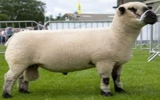<p>black head, ears and legs with wool on head and legs</p>