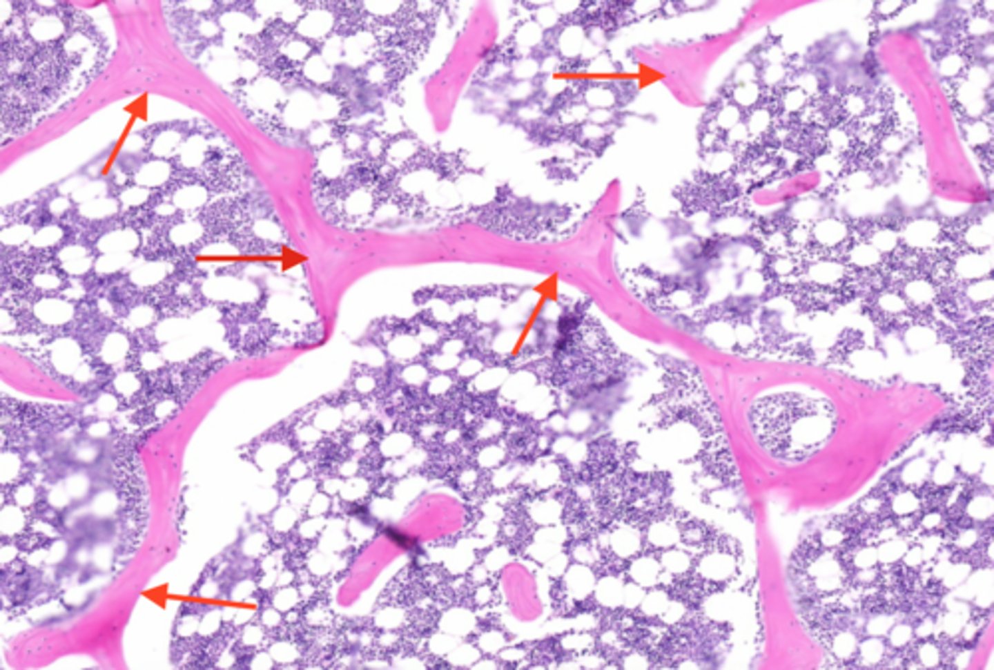 <p>contains several layers of lamellae and osteocytes but is too small to contain osteons or vessels of it own</p><p>(the actual bone part)</p>
