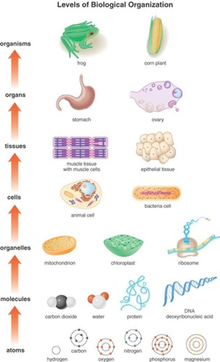 <p>The hierarchical structure of biological entities, ranging from molecules to organisms.</p>