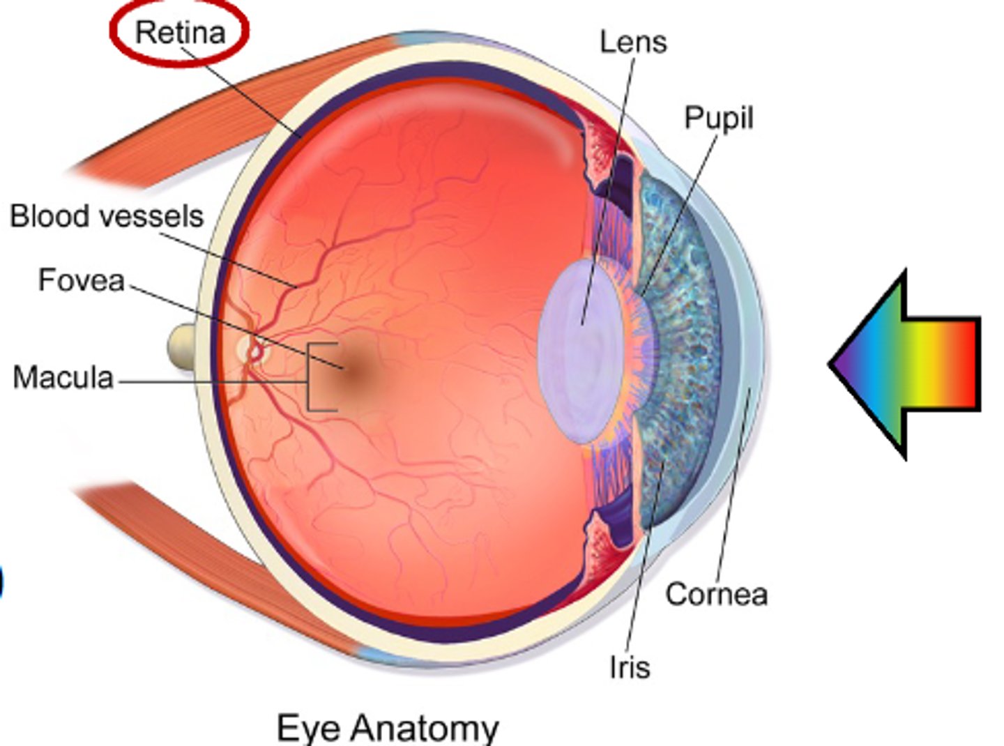 <p>Retina</p>