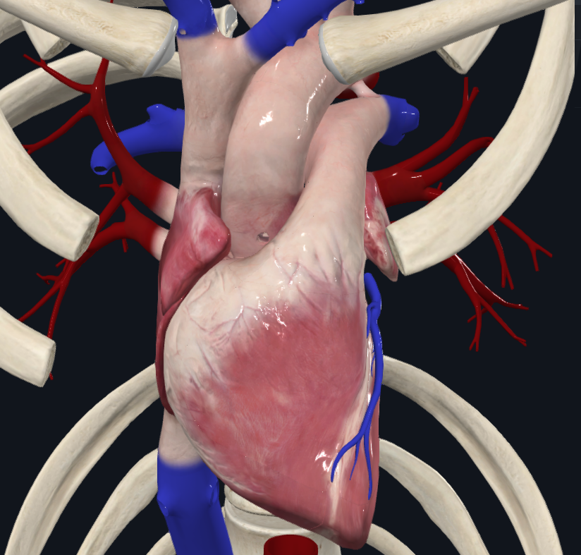 <p><span>Vùng thấy được của tâm nhĩ phải rộng hơn tâm nhĩ trái vì phần lớn tâm nhĩ trái bị che khuất bởi thân động mạch phổi và động mạch chủ lên</span></p>