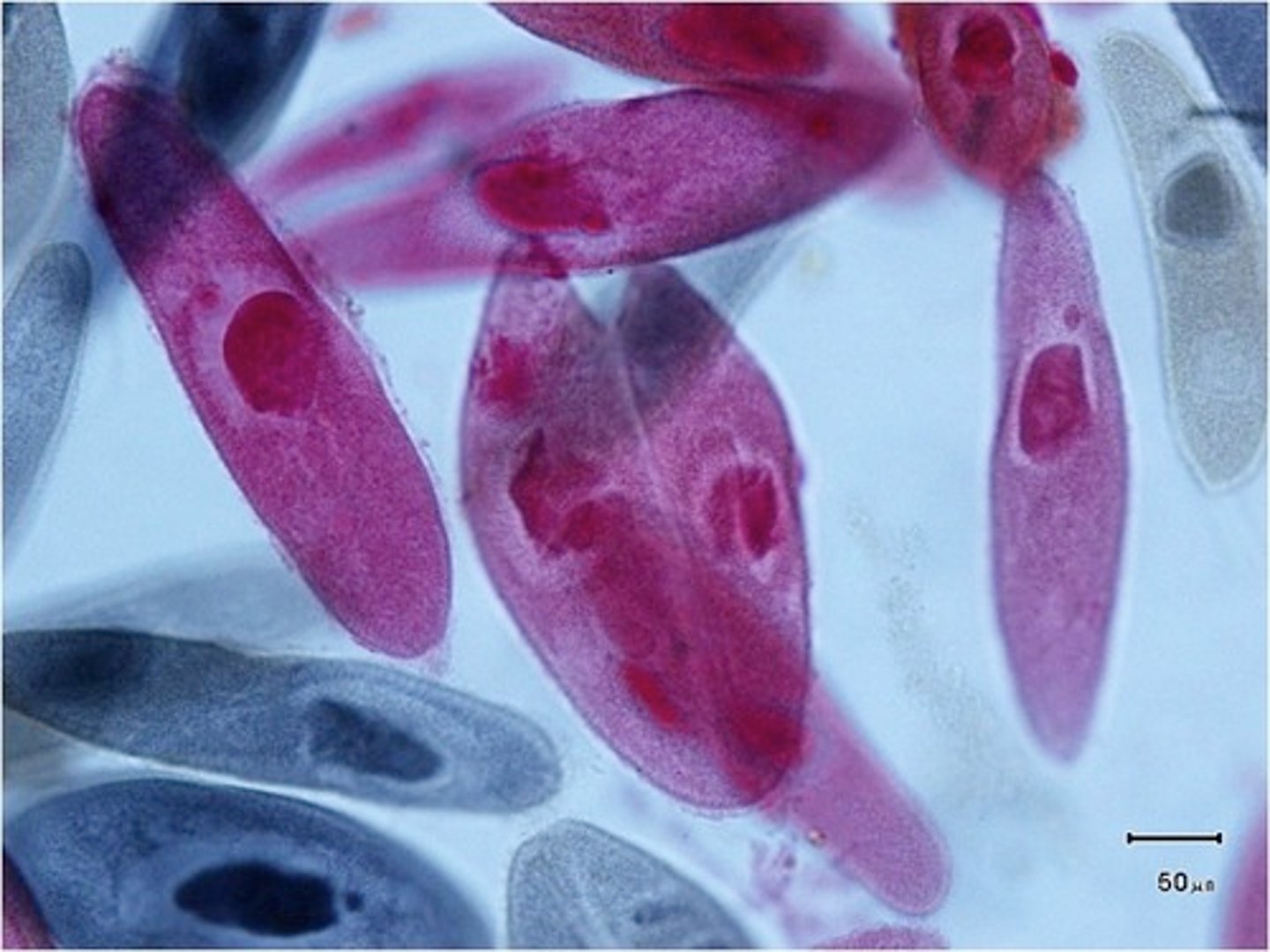 <p>single celled ciliated organisms; have cilia</p>