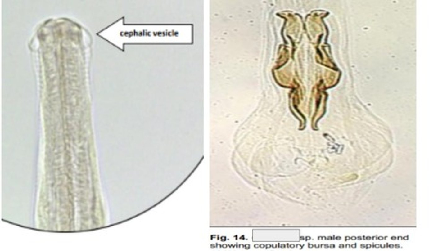 <p>Ruminant strongyle with a characteristic cephalic vesicle/swelling at its anterior end</p><p>-Found in the SI of large & small ruminants</p><p>-Similar in size to Trichostrongylus spp. </p>