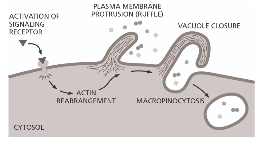 <p>Which term best describes the endocytic process depicted in the schematic diagram below?</p>