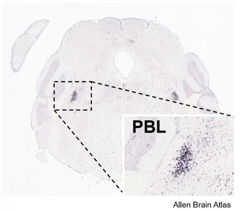 <p>arousal,pain, blood sugar control, thermoregulation,taste,pleasure</p><p>recieves info from nts and relays noxious stimuli to the amygdala</p>