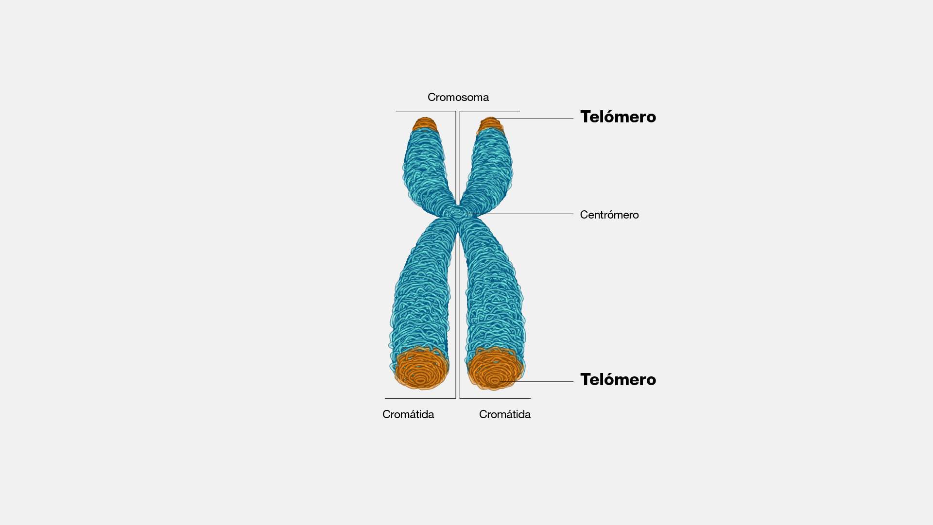 <p>Cadenas de ADN en los extremos de los cromosomas, relacionadas con la estabilidad estructural y división celular.</p>