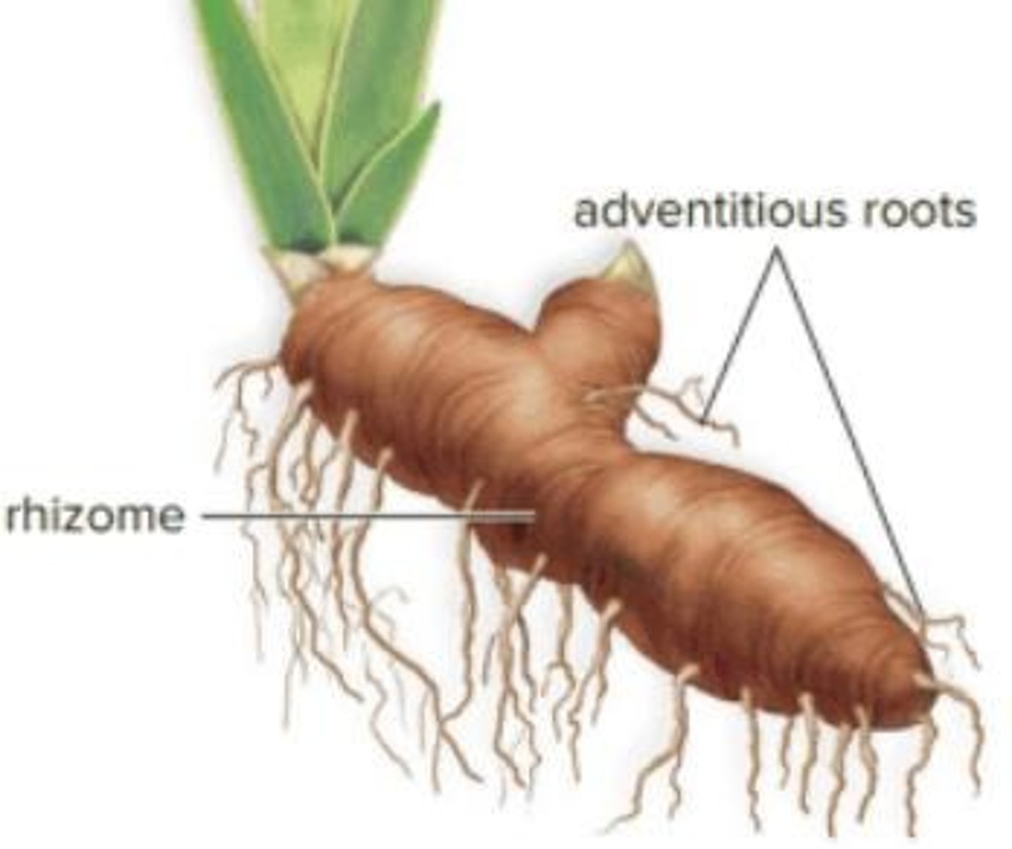 <p>Thickened, underground horizontal stems that produce shoots and roots.</p>