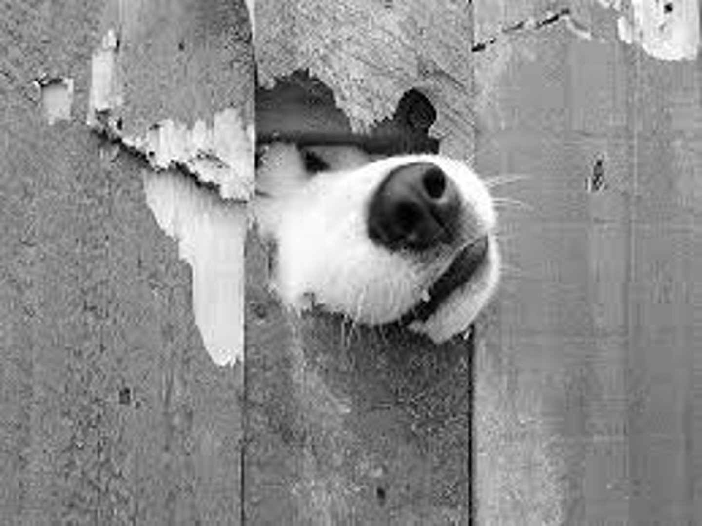 <p>Burnunu sokmak/Araya girmek</p>