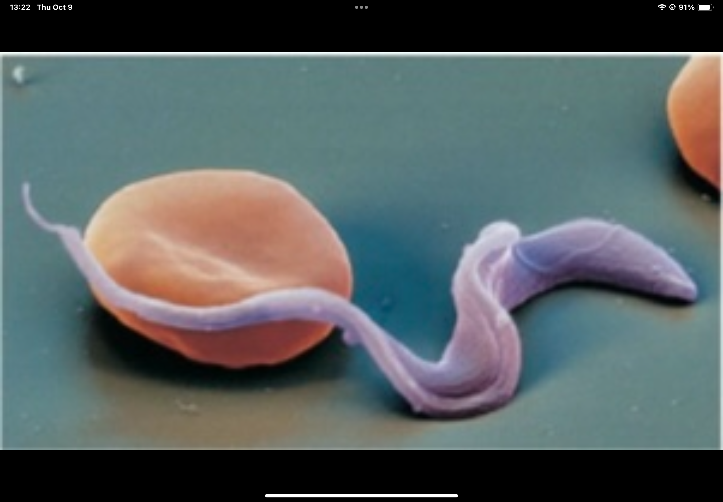 term image
