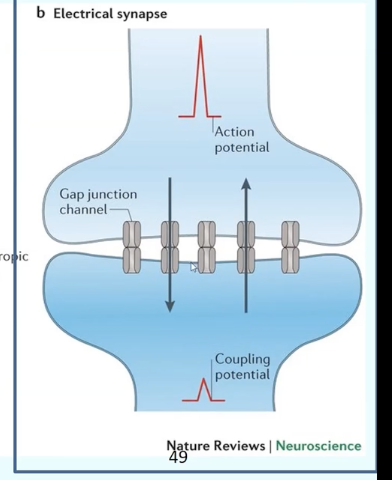 <p>Via gap junctions; bidirectional; rapid; unregulated</p>
