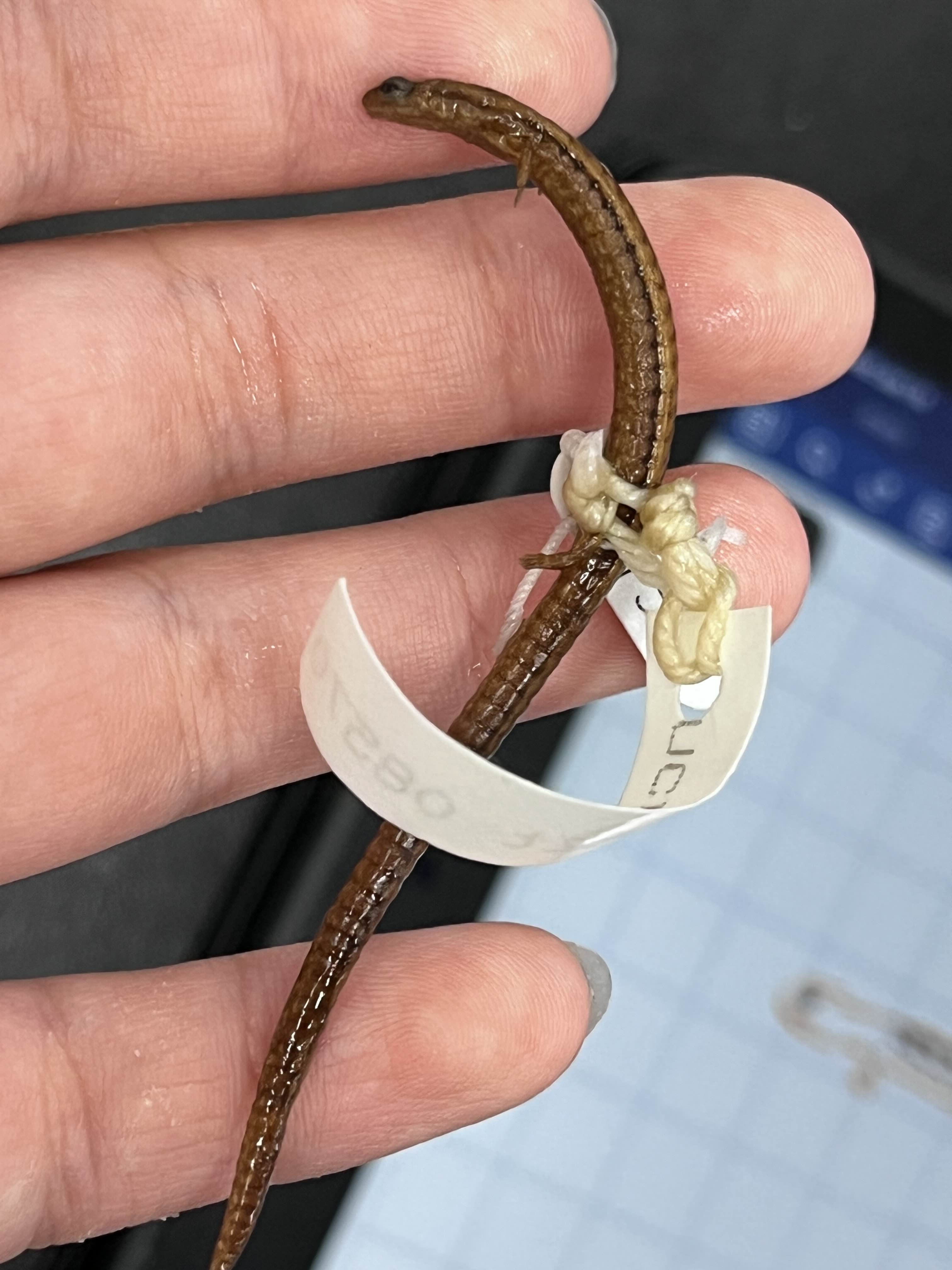 <p>Family and Genus + Species?</p><ul><li><p><strong>Slender and loNGG</strong></p></li><li><p>tiny legs</p></li><li><p><strong>4 toes on hind</strong></p></li><li><p>nasolabial + costal groove</p></li><li><p>Coastal NW-Bay + Central</p></li></ul><p></p>