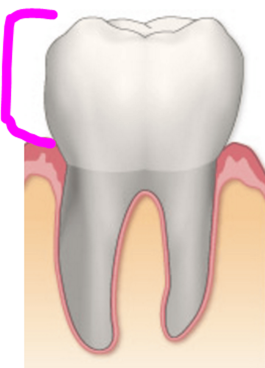 <p>tandkrona (synlig del)</p>