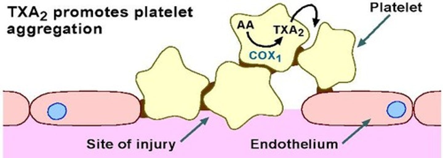 <p>Constitutive enzyme that is always present in most cells.</p>
