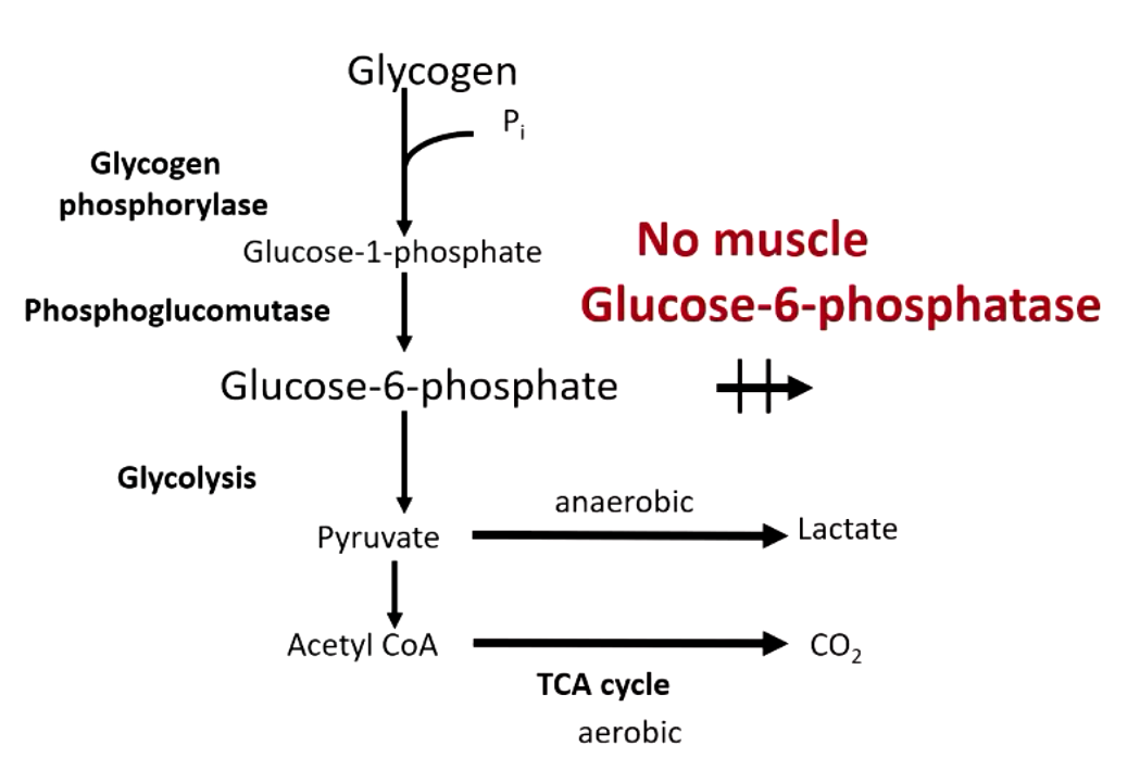 <p>liver → doesn’t go to glycolysis, glucose produced from G6P via glucose 6 phosphatase</p><p>muscle (reserves glucose for its own use) → goes to glycolysis, no glucose 6 phosphatase in the muscle</p>