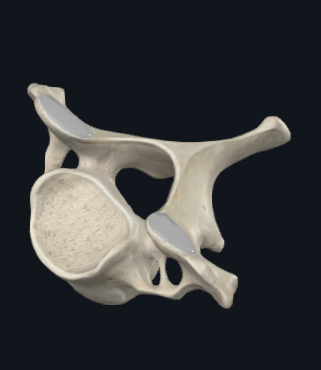 <p>Which vertebra is this</p>