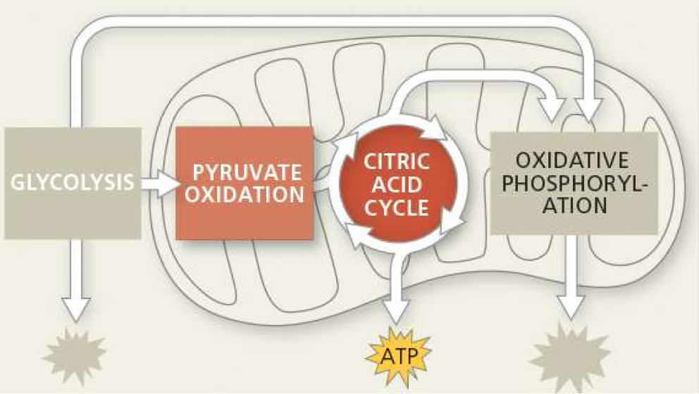 <p>what is produced from krebs cycle</p>