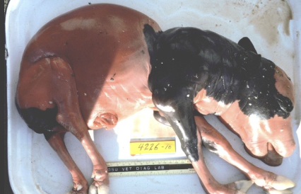 <p>aborted: autolysed fetus (4-6 months), occasional mummification of younger fetuses</p><p>live calves may have neurologic disease (encephalomyelitis)</p>