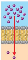 <p>through the <strong>phospholipid bilayer</strong> – driven by the <strong>kinetic energy</strong> of the molecules or atoms <strong>themselves</strong></p><ul><li><p>can’t be charged/polar</p></li><li><p>can’t be big</p></li><li><p>passive transport (no energy needed)</p></li><li><p>O<sub>2</sub>, CO<sub>2, </sub>water</p></li></ul><p>Can also be through an<strong> open channel</strong> (for molecules that always need to get in but are too big or are charged and can’t get through the phospholipid bilayer (ex: glucose: big and polar))</p><ul><li><p>passive transport (no energy needed)</p></li><li><p>ex: sodium ions through sodium channels</p></li></ul><p></p>