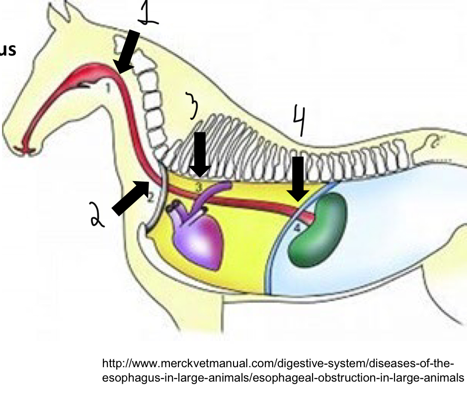 <ol><li><p>Larynx</p></li><li><p>Thoracic inlet</p></li><li><p>Base of the heart</p></li><li><p>Diaphragmatic hiatus</p></li></ol><p></p><p>These are all areas where the esophagus narrows</p>