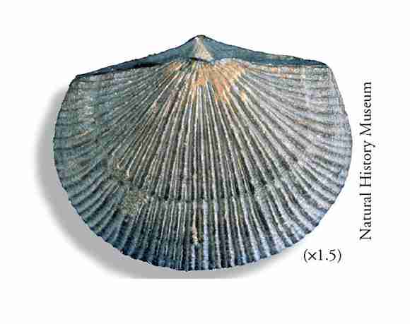 <p>Phylum of trochozoan animals that have hard valves on the upper and lower surfaces</p>