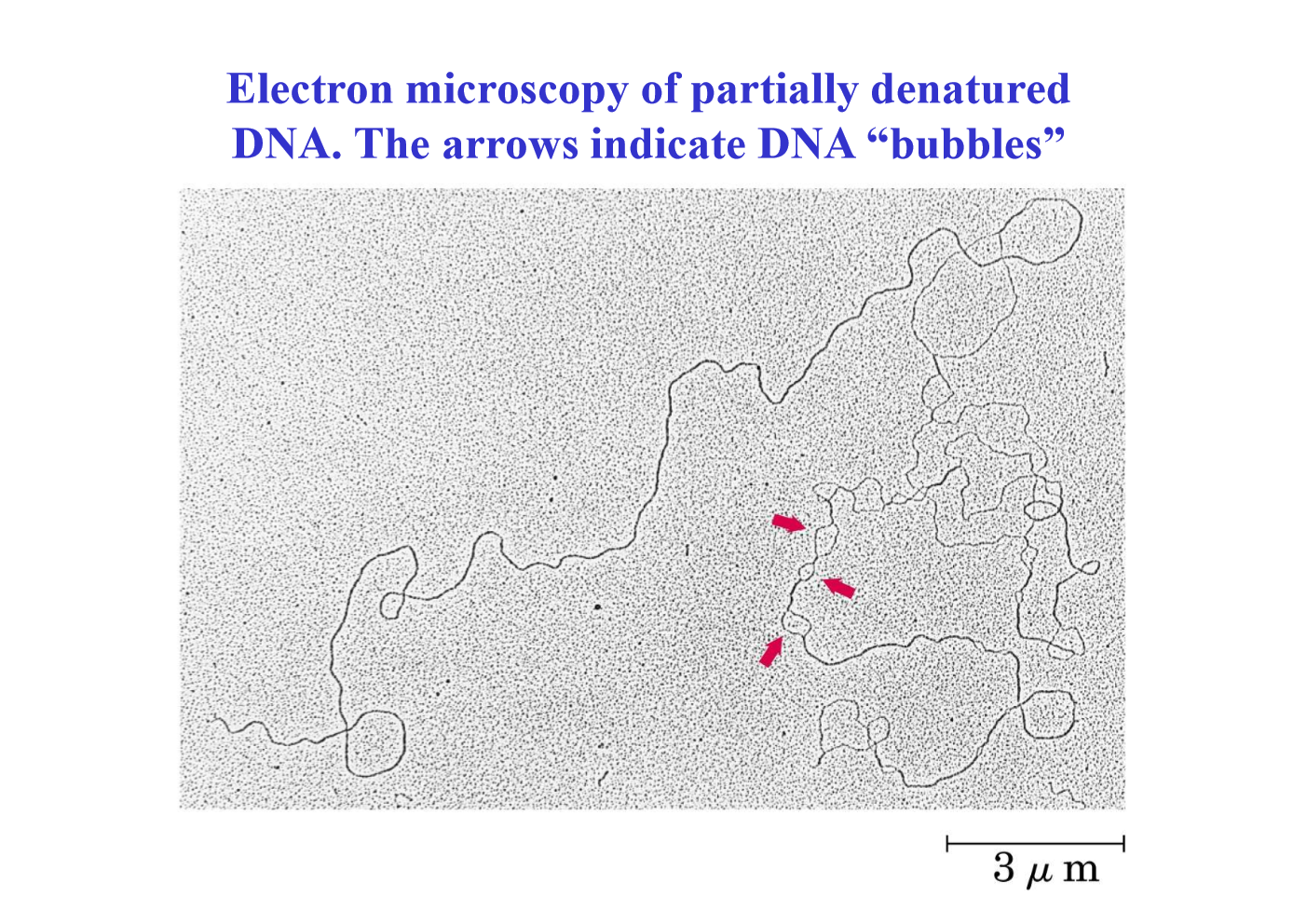 <p>Bubbles</p>