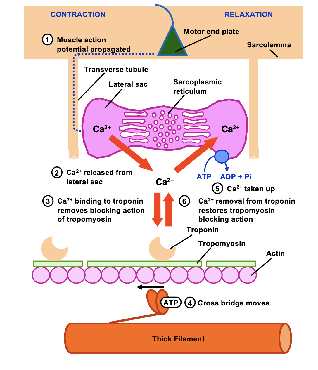 <ul><li><p>Ca2+ pumped back into sarcoplasmic reticulum</p></li><li><p>Active (ATP) dependent process</p></li><li><p>Release of Ca2+ from troponin</p></li><li><p>Cessation of interaction between actin and myosin</p></li></ul><p>IF Inhibit active transport of Ca2+:</p><ul><li><p>Relaxation does not occur</p></li><li><p>Even if there are no more action potentials</p></li></ul><p></p>
