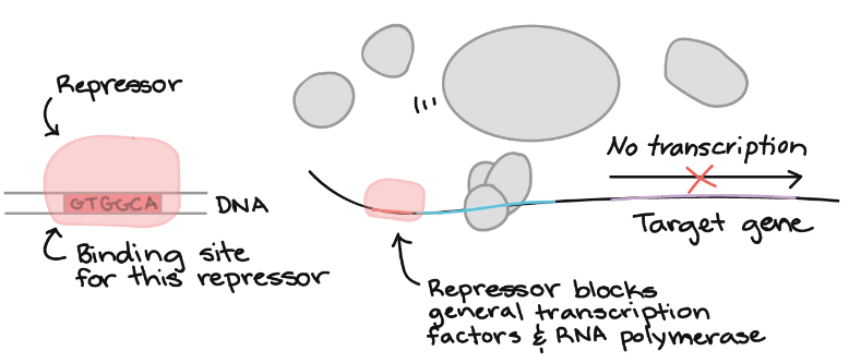 <p>turns transcriptions off</p>