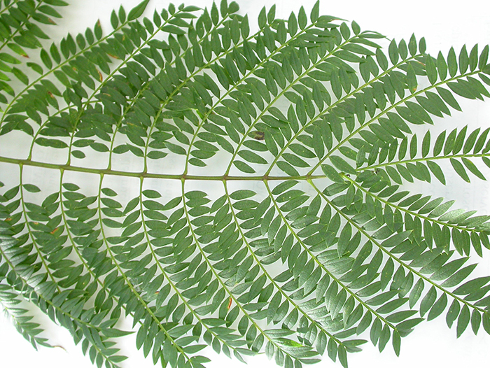 <p>leaf structure?</p>