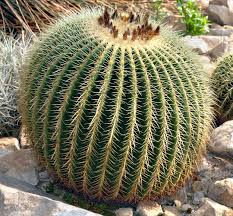 <p><em>Echinocactus</em></p>