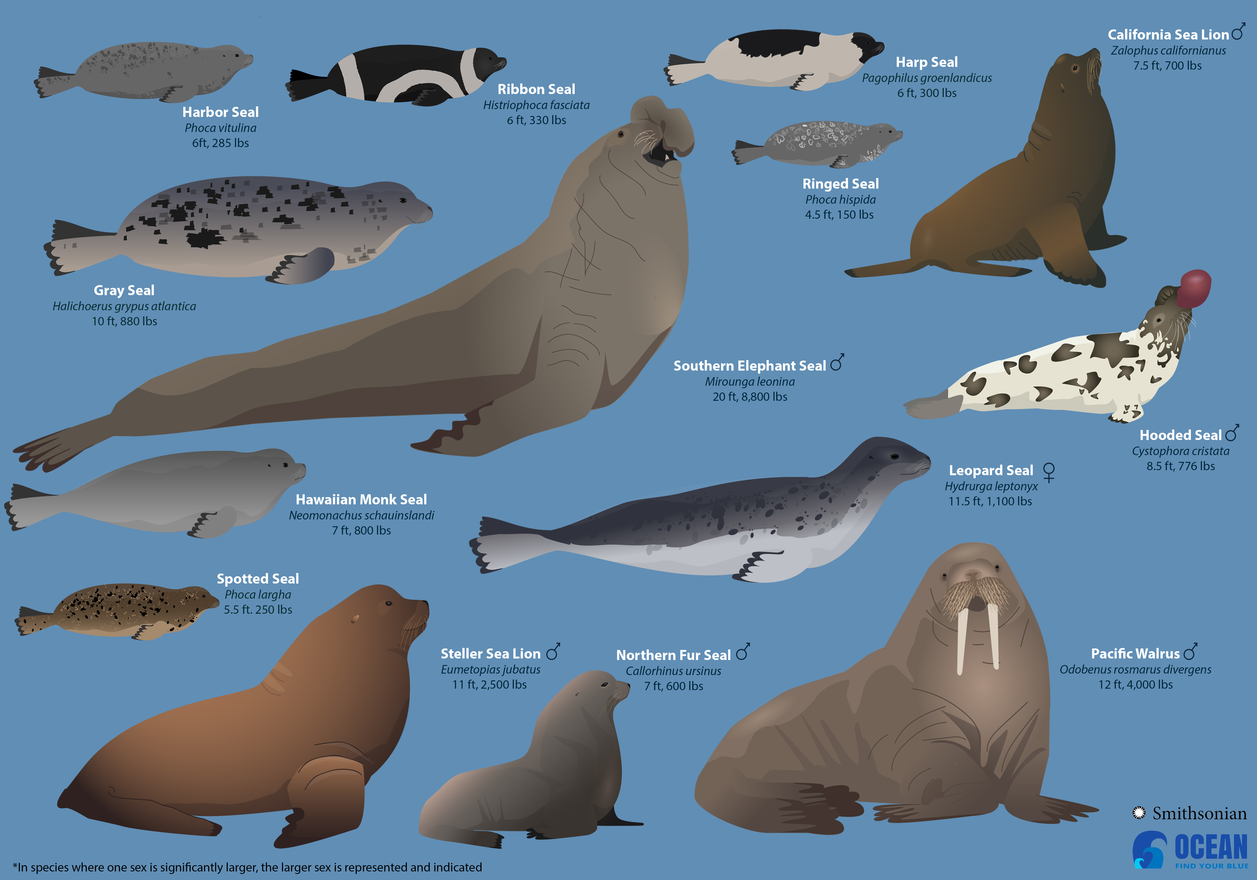 <p>Order Carnivora, Suborder Pinnipedia</p>