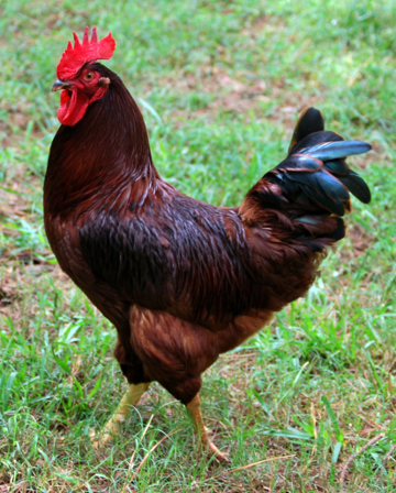 <p>Rhode island red</p>