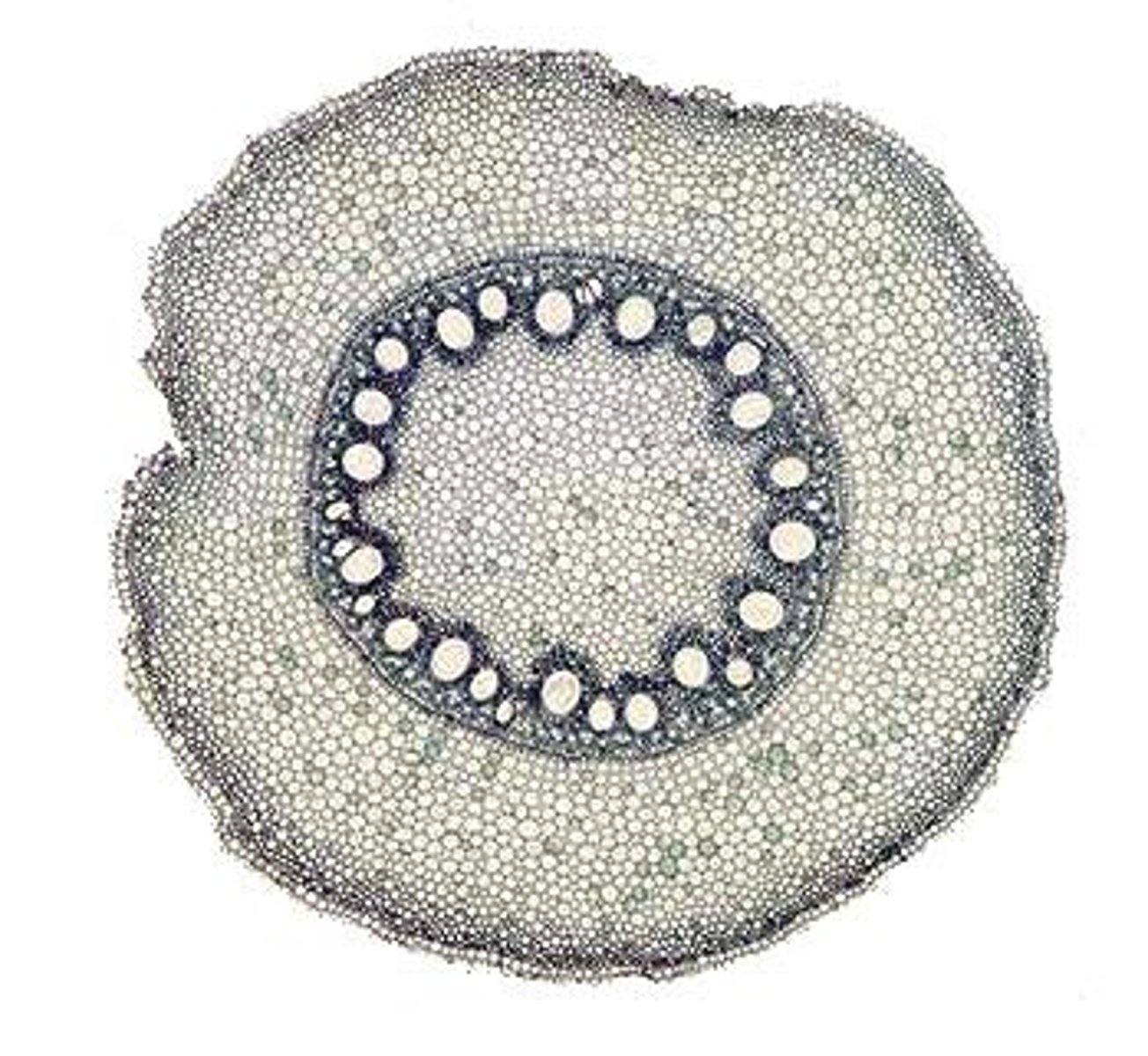 <p>what kind of a cell is this</p>