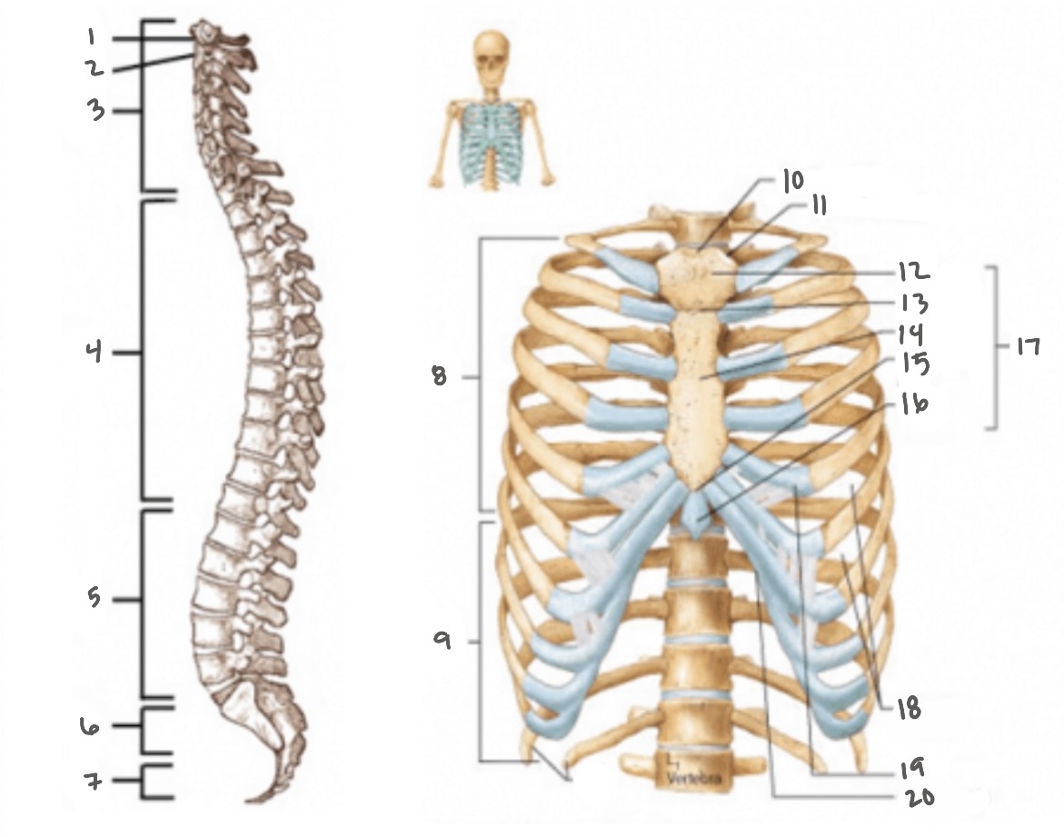 <p>16</p>