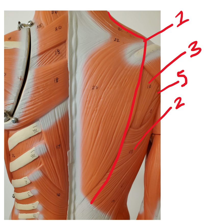 Posterior muscles of neck, shoulder, thorax #5