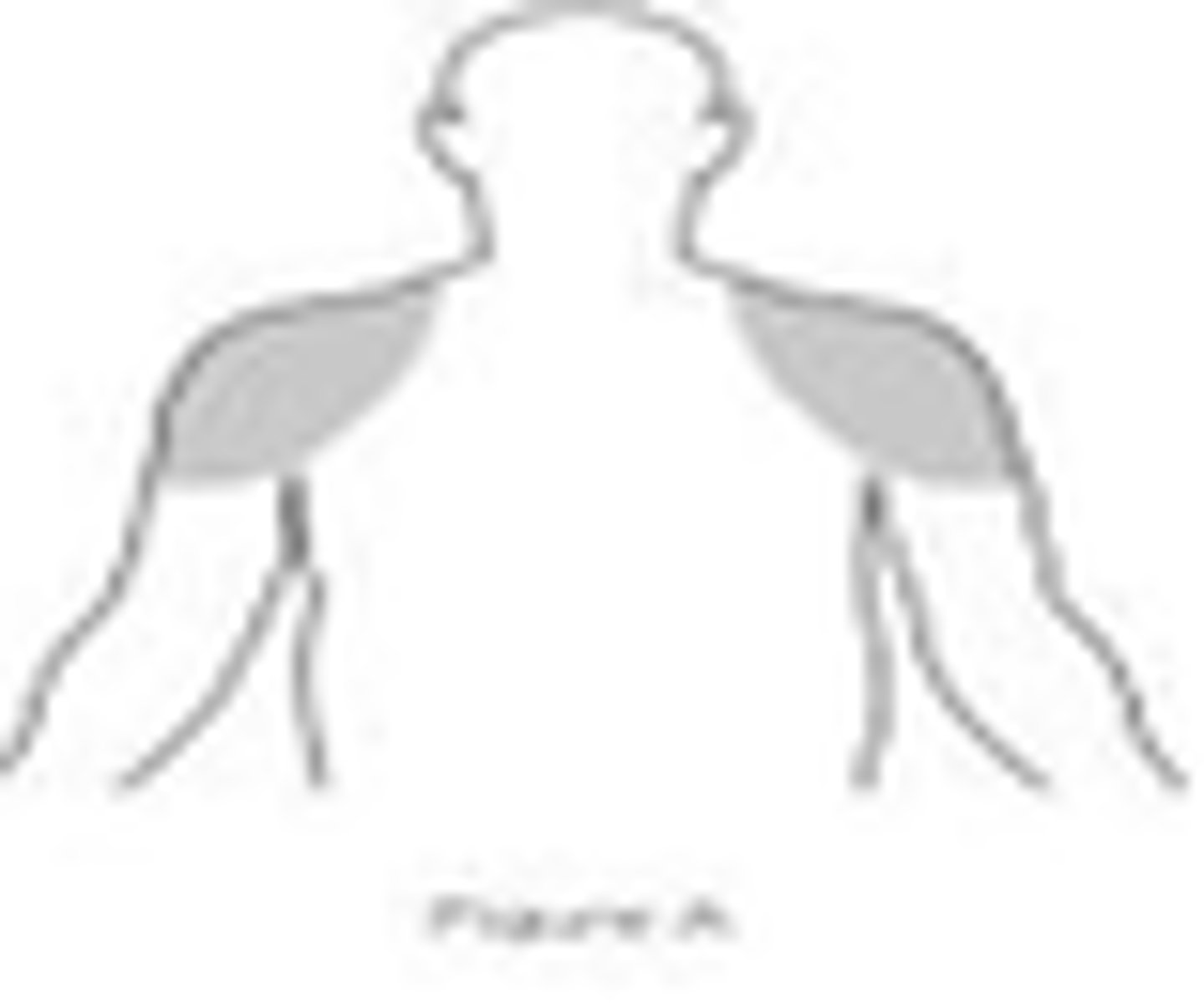 <p>shoulders only</p>