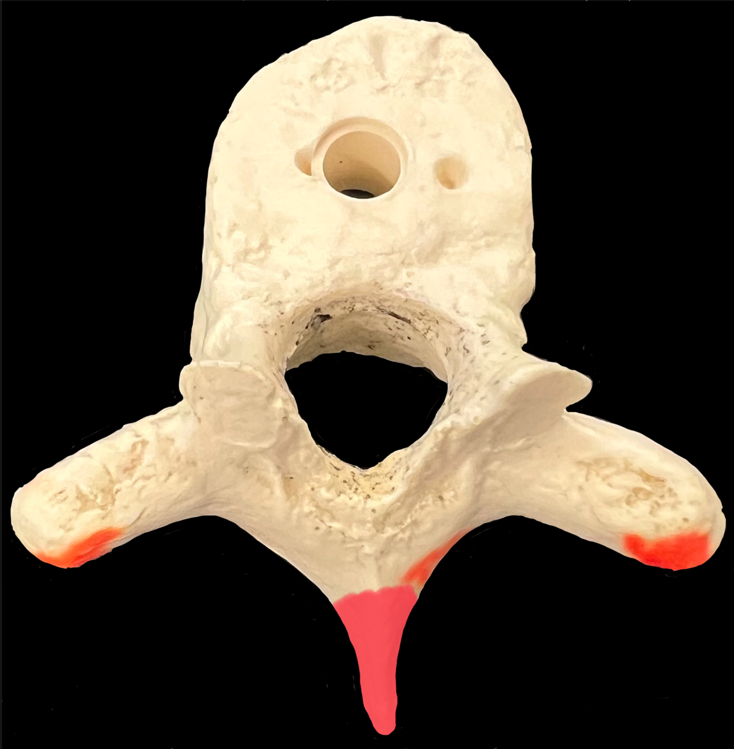 What is highlighted in red?