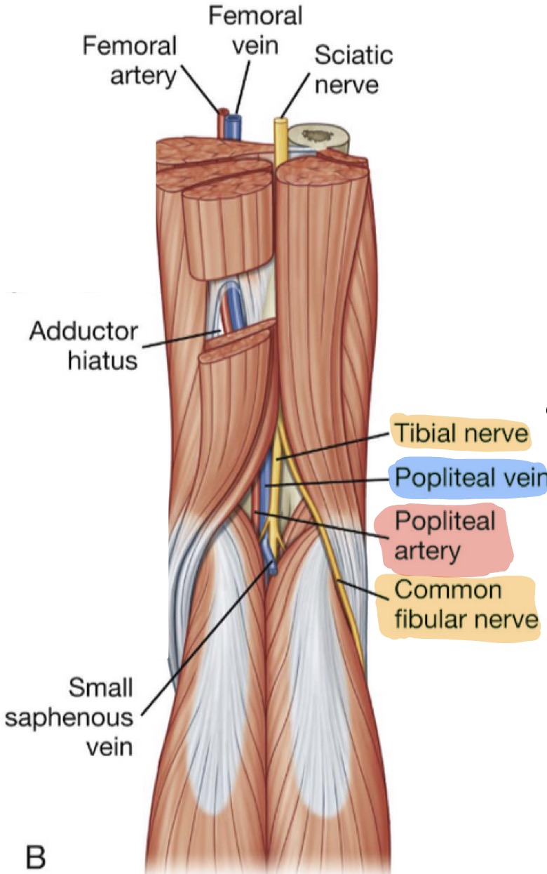 <p>Content from deep → superficial: </p><ul><li><p>Popliteal artery (deep)</p></li><li><p>Popliteal vein (deep)</p></li><li><p>Tibial nerve (superficial)</p></li><li><p>Common fibular nerve (superficial)</p></li></ul><p>(Tibial nerve &amp; common fibular nerve are same level superficial)</p><p></p>